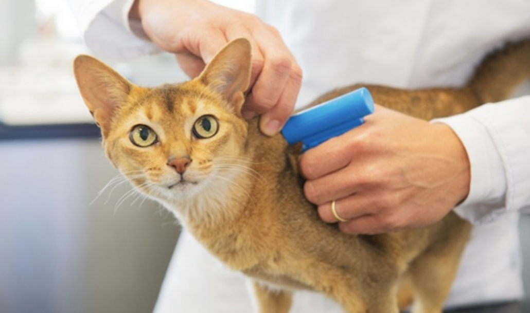 Gatos vão ser obrigados a usar ‘chip’ de identificação a partir de 2021
