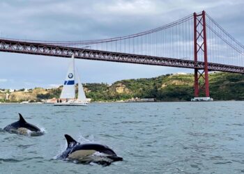 Encontros mágicos no Rio Tejo! Golfinhos e uma baleia nadam no Tejo
